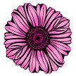 gerbera