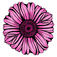 gerbera